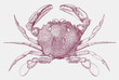 Lady crab ovalipes ocellatus from Eastern North America in top view