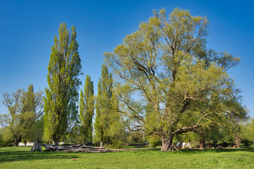 trees in the the park with fresh leaves