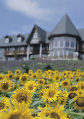 Wall Mural - sunflowers Hokkaido Japan