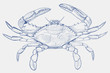 Atlantic blue crab, callinectes sapidus in top view