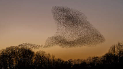 The Murmurations of Starlings in evening light