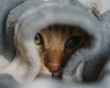 Tenero gatto rosso riposa sotto le coperte