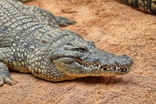 Head Of A Nile Crocodile (Crocodylus Niloticus) 