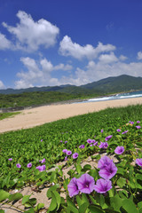 Wall Mural - flowers on beach