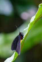 Common Birdwing Butterfly In Black And Yellow