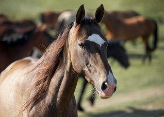 Wall Mural - Dark buckskin akhal-teke horse portrait closeup with horse herd as background. Free akhal-teke horse portrait