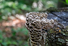 Saprophytic Fungi, Coriolus Versicolor, On A Dead Tree Trunk