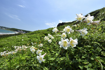 Sticker - White lily against the sky Shihmen