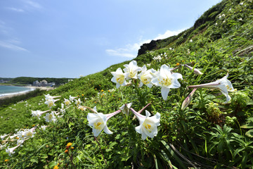 Sticker - White lily against the sky Shihmen