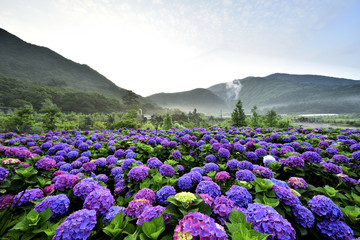 Sticker - Hydrangea flower field in Beitou