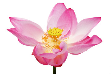 Wall Mural - beautiful lotus flower isolated on white background.