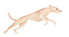 Watercolour Sketch Of Sportive Running Dog Of Greyhound Breed. Side View, Athletic Shape, Light Beige Color. Hand Painted Graphic Drawing On White Background, Cut Out Element For Creative Design.