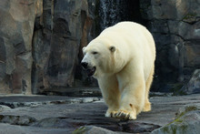 Polar Bear At Alaska. Polar Bears Occur Throughout The Northern Polar Region Of Alaska.