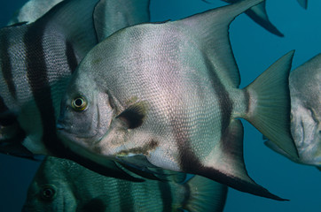 Wall Mural - Atlantic spadefish swimming in blue water