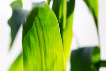 Close Up Of Green Corn Plant Leaf Backlit By Bright Summer Sun