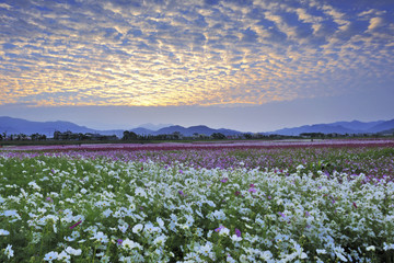 Wall Mural - Taichung International Flower Carpet Festival in Sinshe