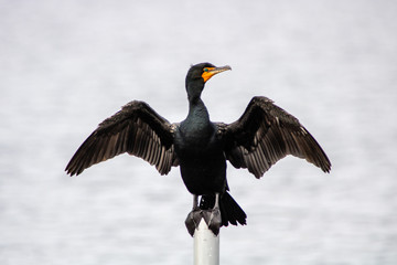 Sticker - Male cormorant