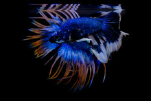 Blue And Yellow Crowntail Betta , Blue White Betta On Black Screen
