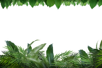 Sticker - The frame of green tropical leaves