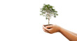 © lovelyday12 - hand holdig big tree growing on white background. eco earth day concept