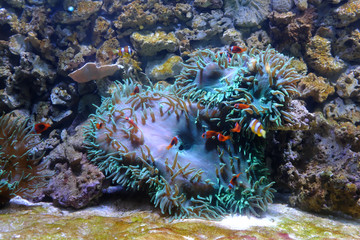 Yellowtail clownfish, (Amphiprion clarkii) and Cinnamon clown, (Amphiprion melanopus)