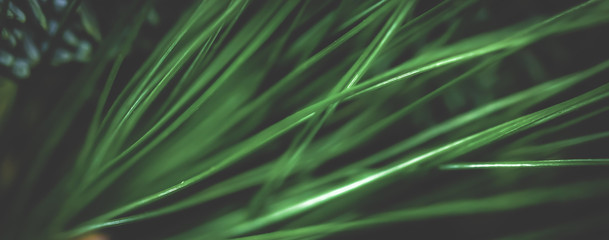 evergreen spruce trees as nature art background, green pine texture as vintage botanical abstract ba
