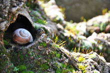Snail Closeup. Burgundy Snail (Helix, Roman Snail, Edible Snail, Escargot) On A Surface With Moss.Helix Promatia