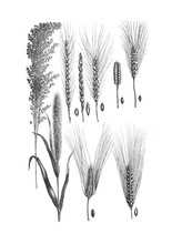 Groats Grain Collection / Antique Illustration From Brockhaus Konversations-Lexikon 1908