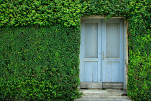 Old Wooden Door On A Wall Covered In Greenery.