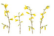 Yellow spring forsythia flowers on branch with green buds isolated on white background