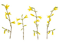 Yellow Spring Forsythia Flowers On Branch With Green Buds Isolated On White Background