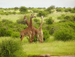  Giraffen im Nationalpark Tsavo Ost, Tsavo West und Amboseli in Kenia