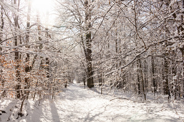 Wall Mural - Majestic winter landscape. frosty pine tree under sunlight at sunset. christmas holiday concept, unusual wonderful landscape. fantastic wintry background. instagram effect.