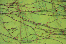Metallic Wall Background, Texture, Colored In Green Color With The Creeping Vines. Old Rusty Surface With Dry Creeping Sprigs Of Grapes. Abstract Sketches Of Nature