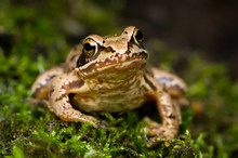 European Grass Frog (Rana Temporaria) On Forest Floor Close-up