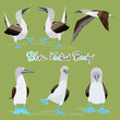 Blue-footed booby birds set