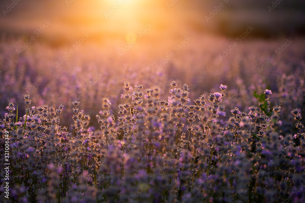 Lavender flowers at sunset in a soft focus, pastel colors and blur background. - obrazy, fototapety, plakaty 