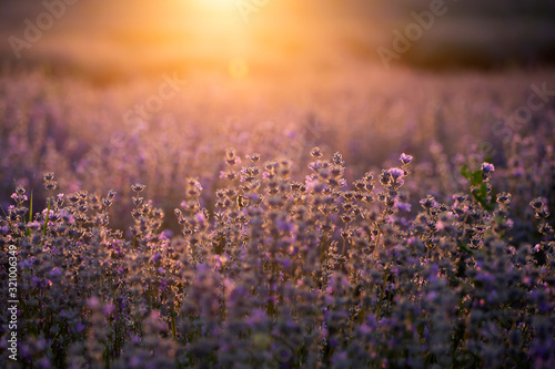 Photo Lavender flowers at sunset in a soft focus, pastel colors and blur background