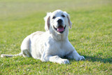 Fototapeta Zwierzęta - dog breed Labrador
