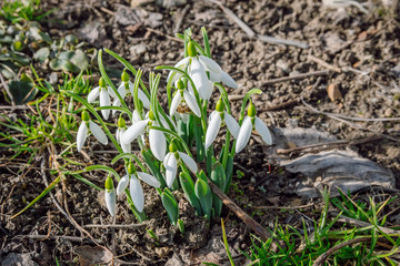 The first spring snowdrops lit by sunlight.