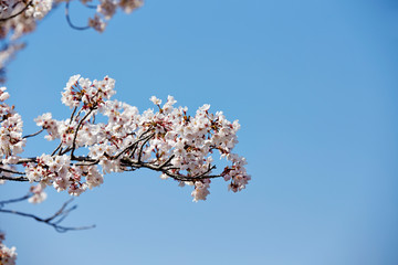 Sticker - Blooming cherry blossom on blue sky background