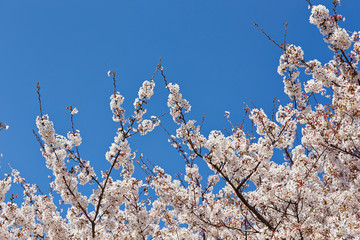 Poster - Blooming cherry blossom on blue sky background