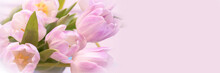 Bunch Of Pastel Pink Tulips Close Up, Panoramic Web Banner With Copy Space