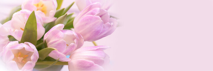 Wall Mural - bunch of pastel pink tulips close up, panoramic web banner with copy space