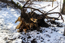 Roots Of The Old Tree Are Torn Out And Stick Out Above The Ground Inthe Winter. Strong Wind Destroys Tree. Aftermath Strong Wind, Hurricane: Fallen, Uprooted Trees.