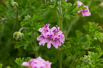 Grassy plant Geranium meadow at sunny day, nobody