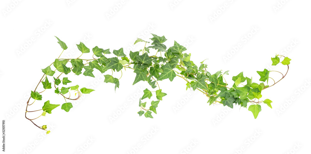 green ivy isolated on a white background. - obrazy, fototapety, plakaty 