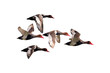 Bird polygonal low poly geometric. Flock flying ducks. White background.