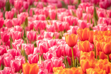 Wall Mural - Blooming beautiful flowers in the park.