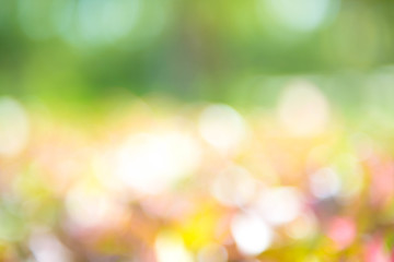 Image of green blurred garden background.